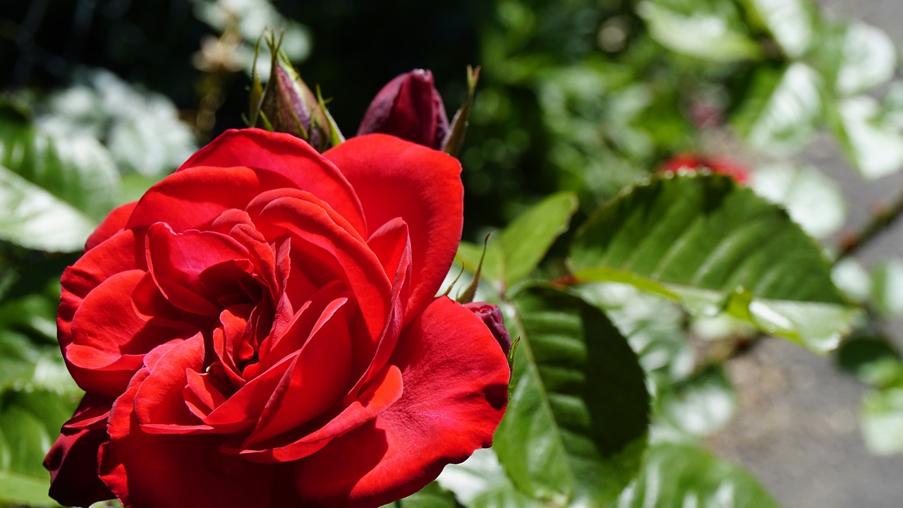 rose red flower rose blooms free photo