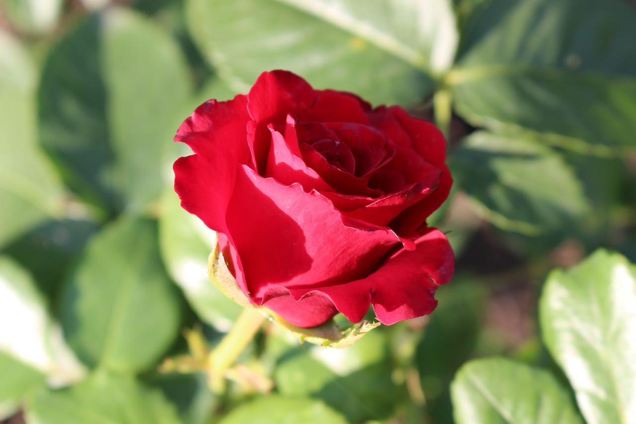 rose red rose red petals free photo