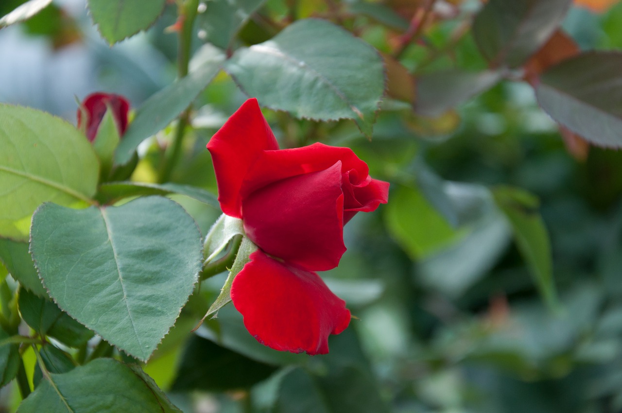 rose blossom bloom free photo