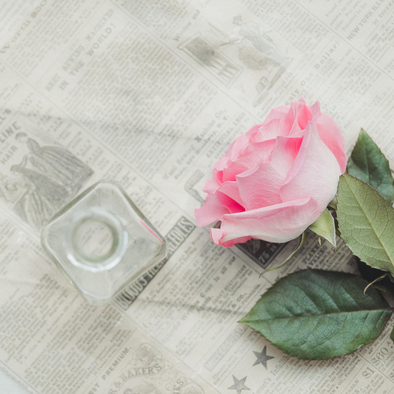 rose still life pink free photo