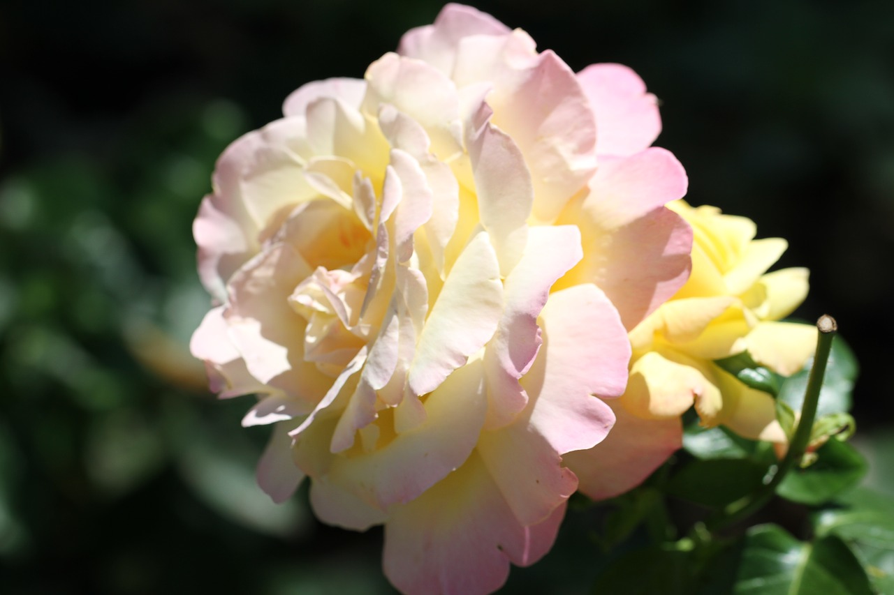 rose white blossom free photo