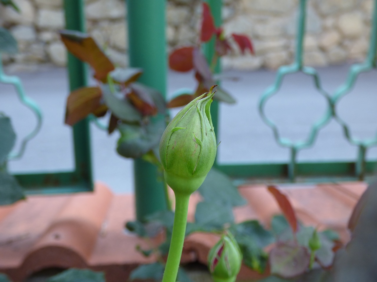 rose bud garden free photo