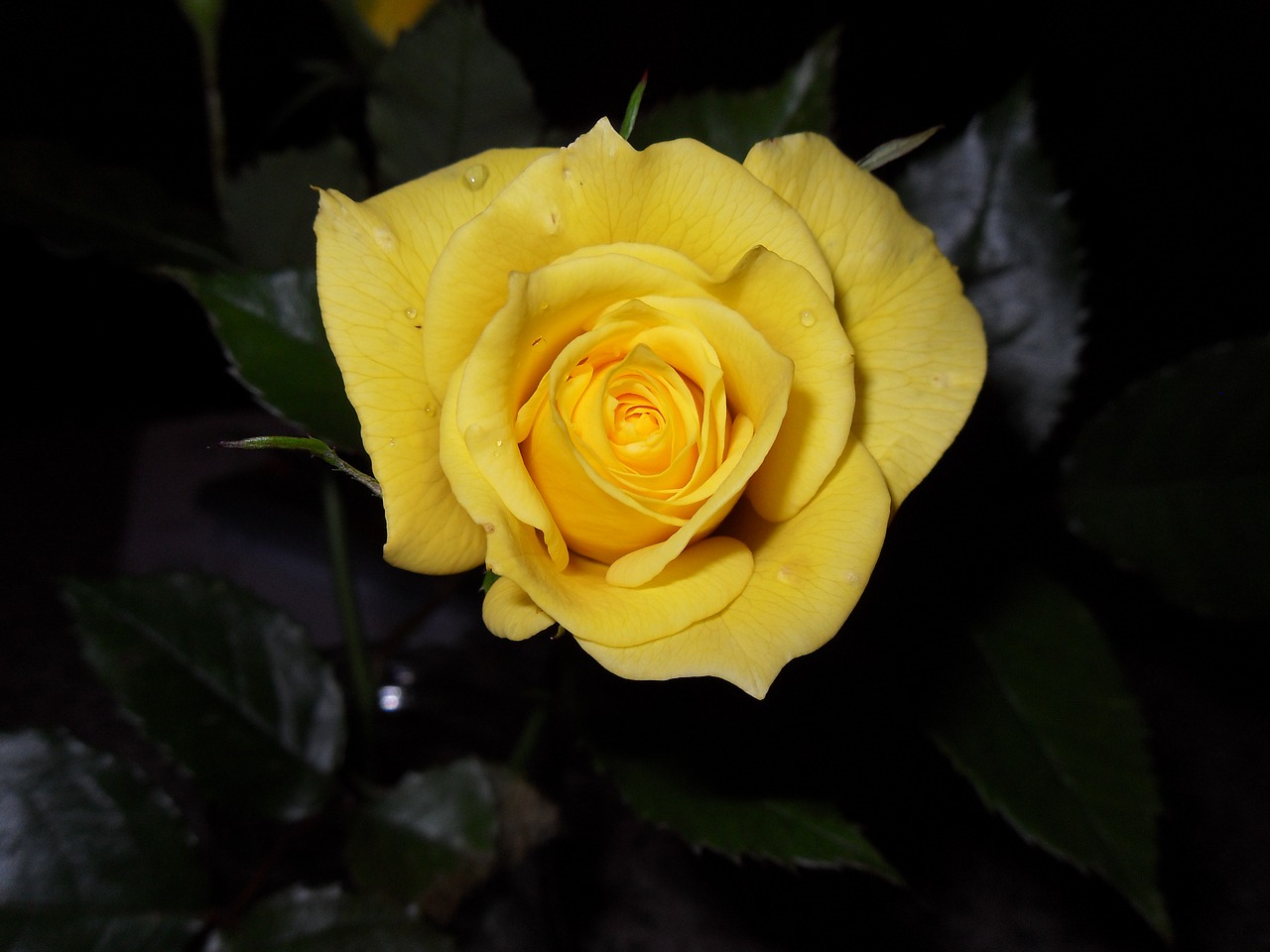 rose yellow floribunda free photo