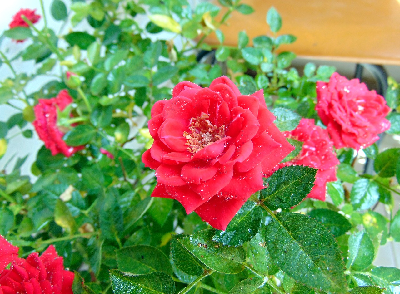 rose plant ornamental plants free photo