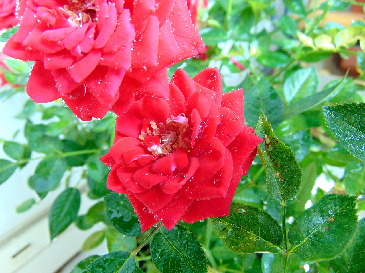 rose plant ornamental plants free photo