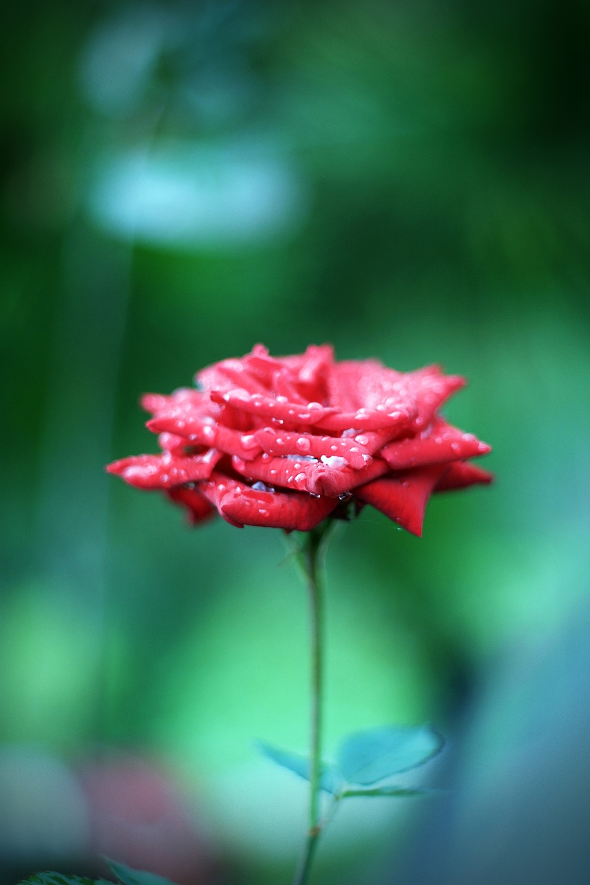 rose flowers flower free photo