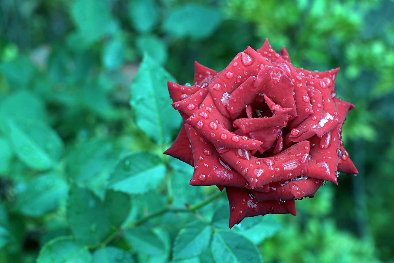 rose flowers plants free photo