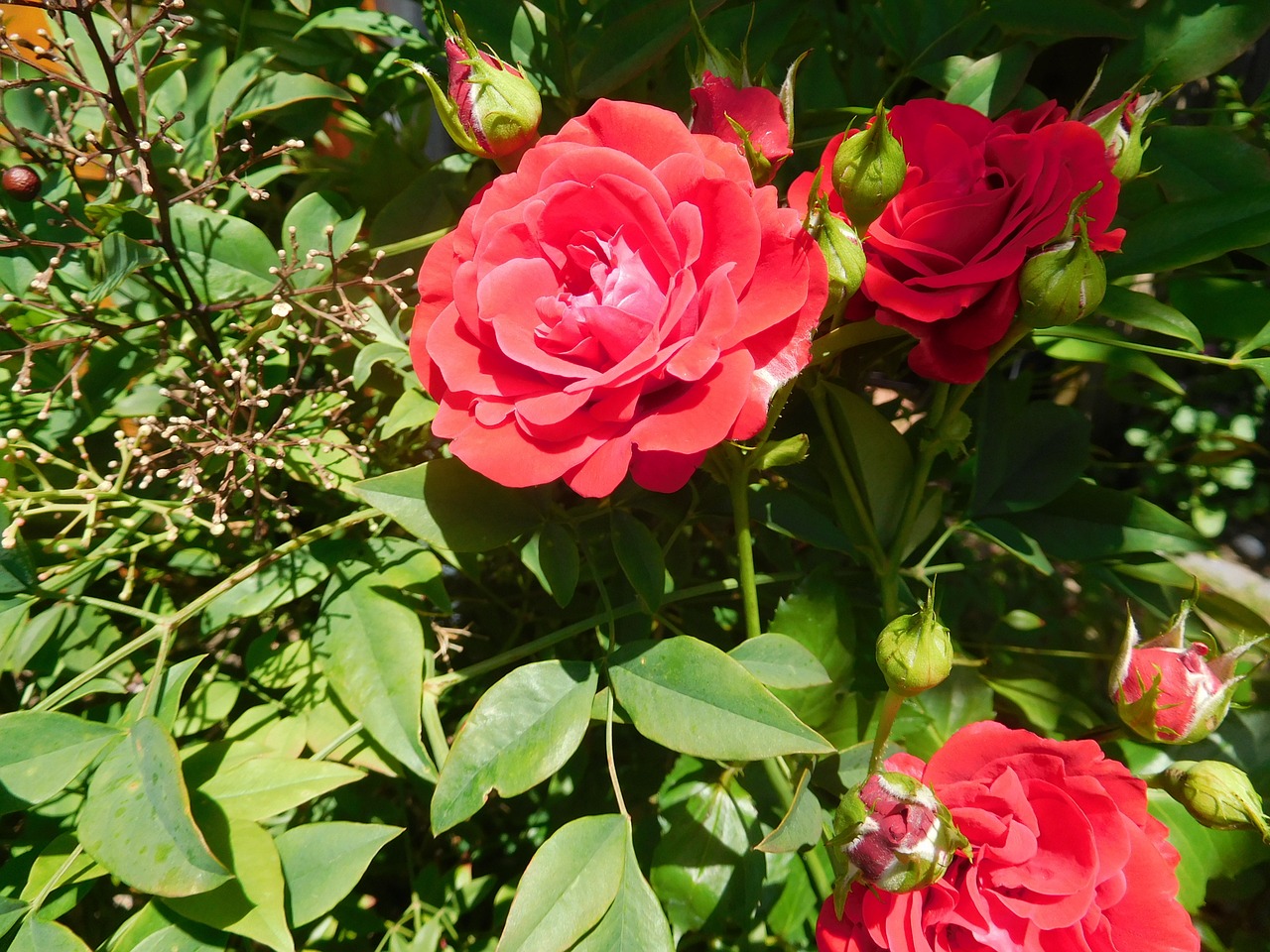 rose red garden free photo