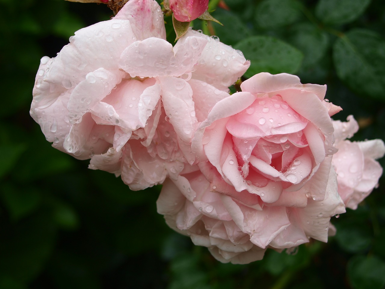 rose pink drip free photo