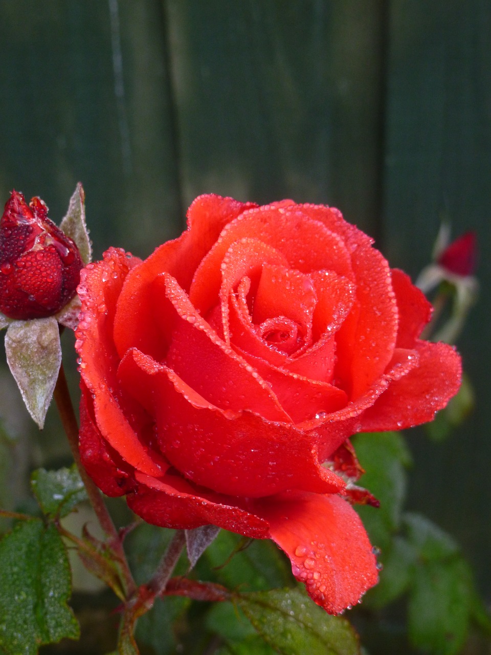 rose flowers red free photo