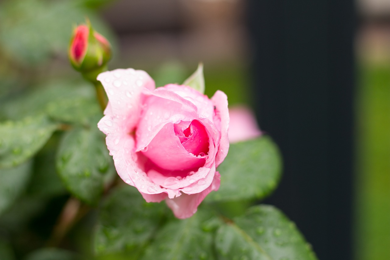 rose summer rain free photo