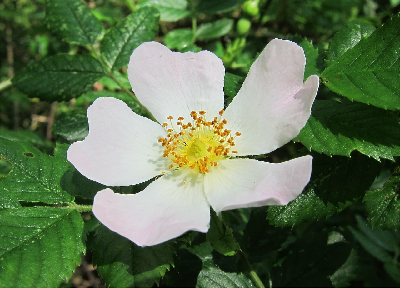 rose dog-rose flower free photo