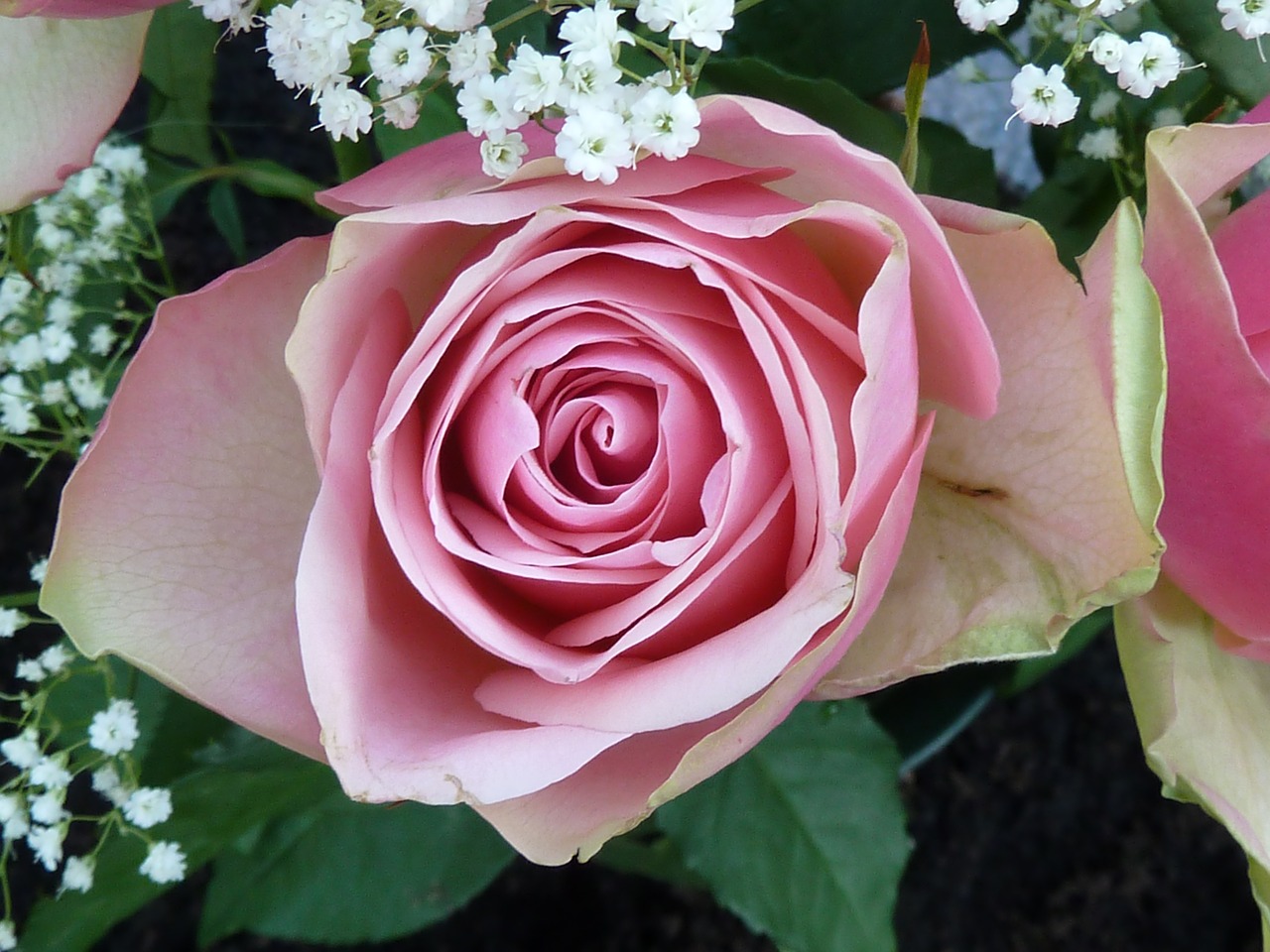 rose pink rose bloom free photo