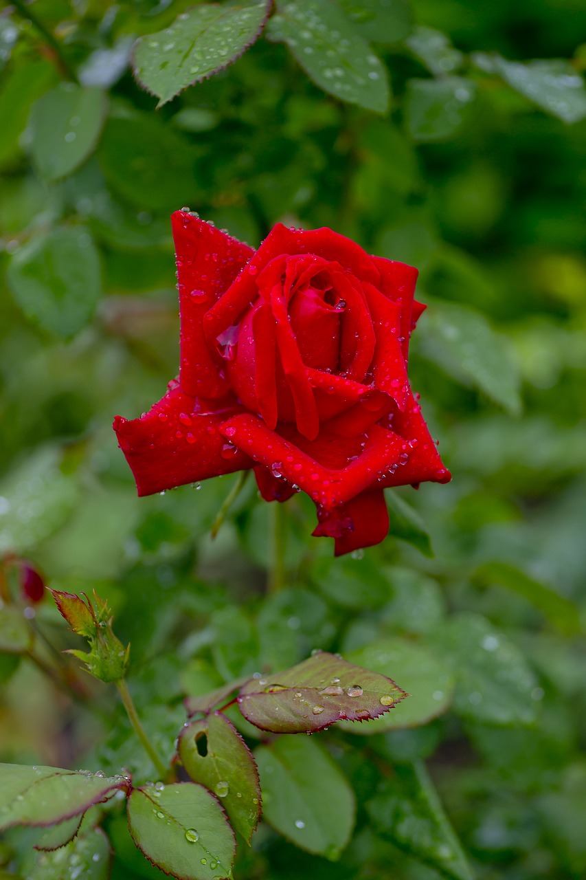 rose red flower free photo