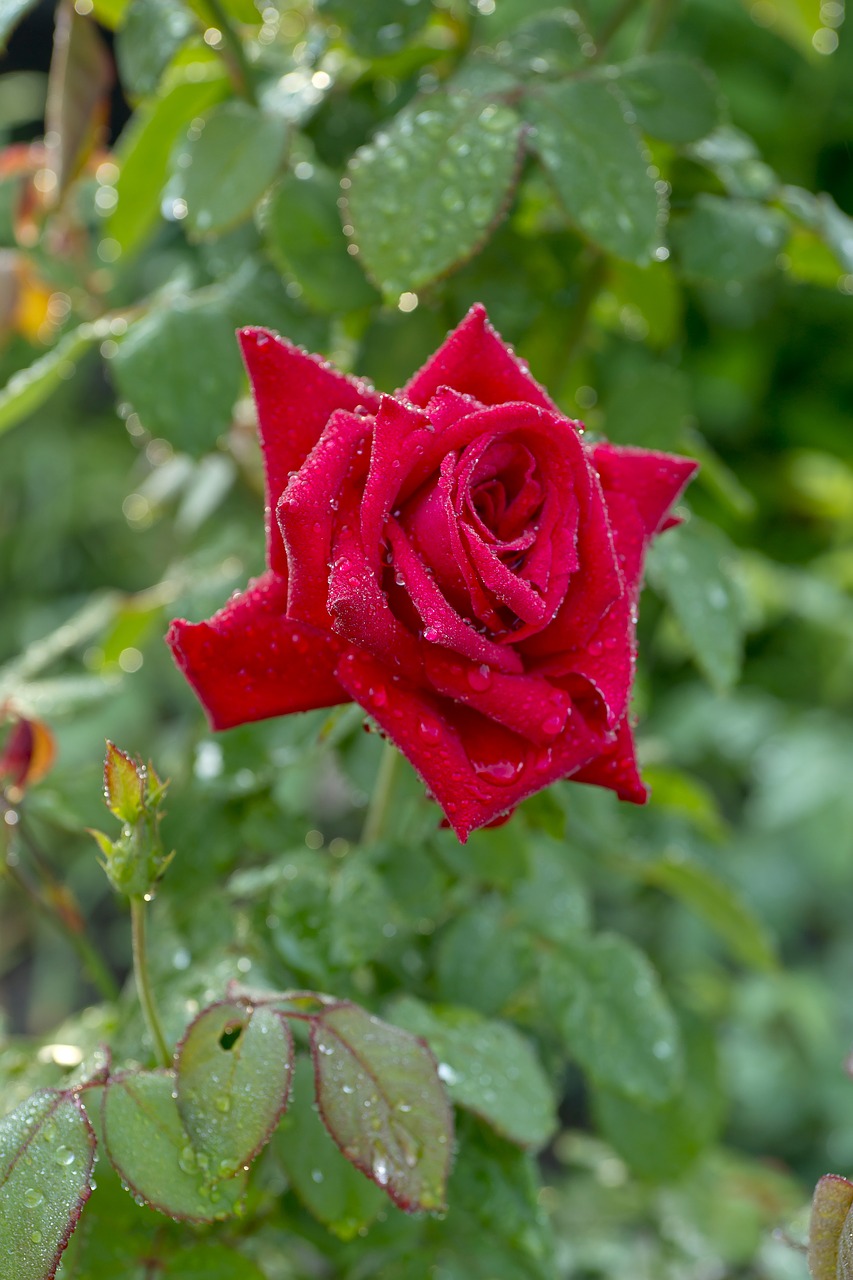 rose red flower free photo