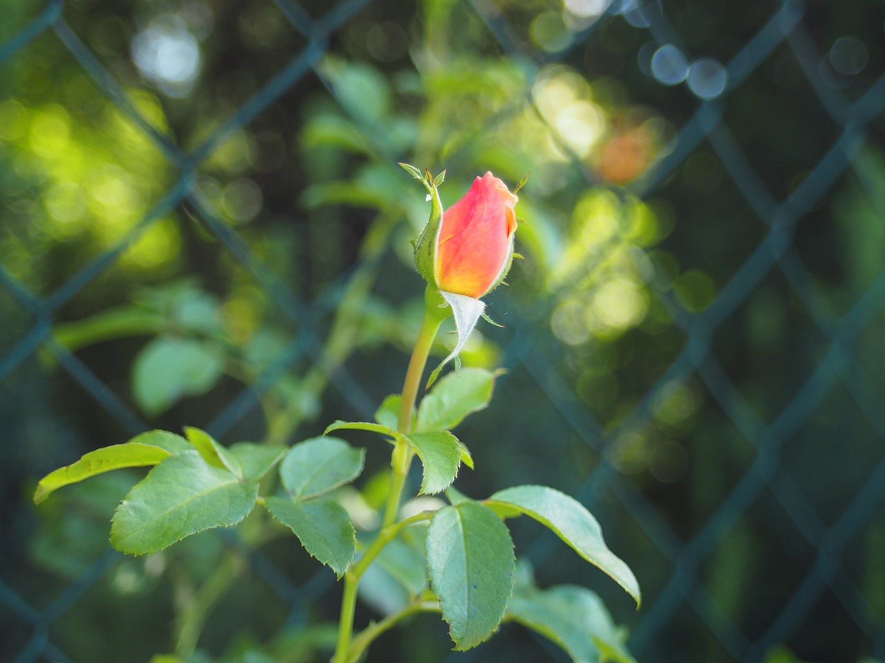 rose background romance free photo