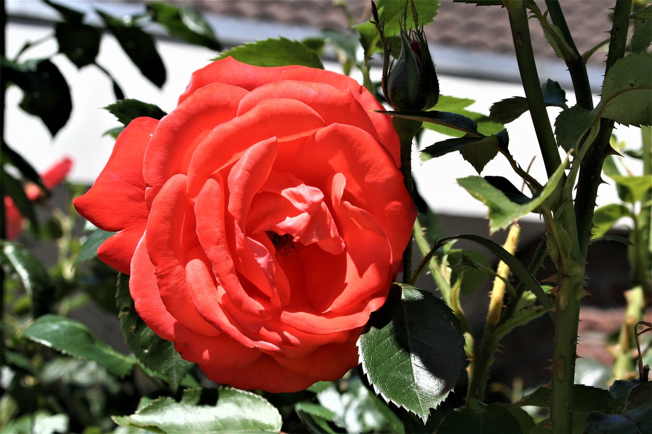 rose red flower free photo