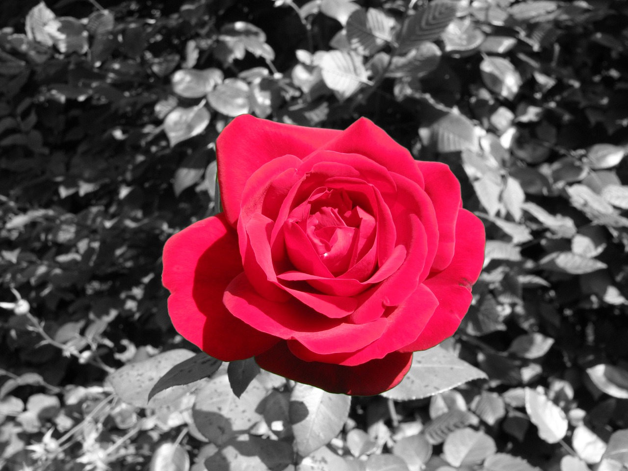 rose red flower free photo