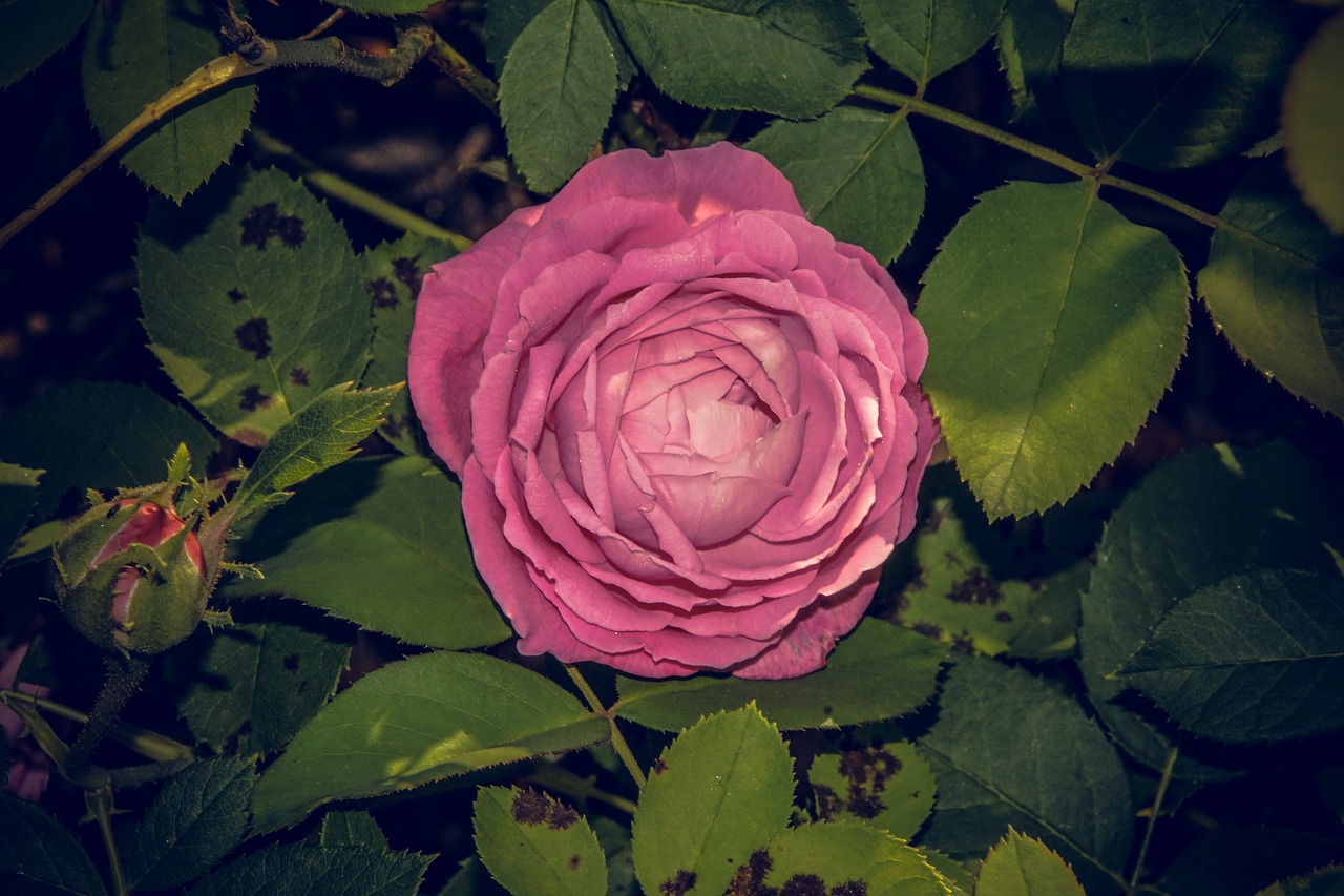 rose blossom bloom free photo