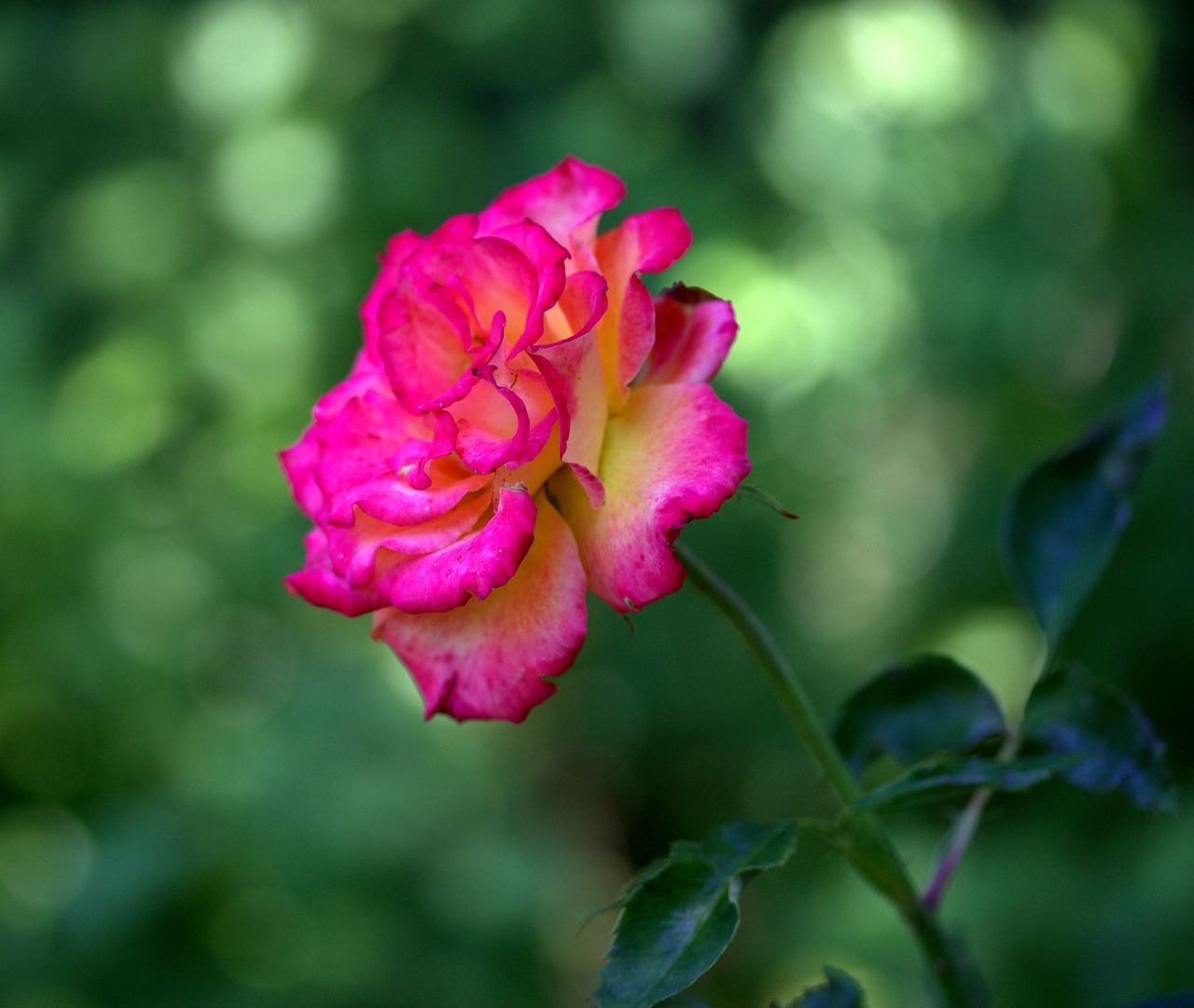 rose pink flower free photo