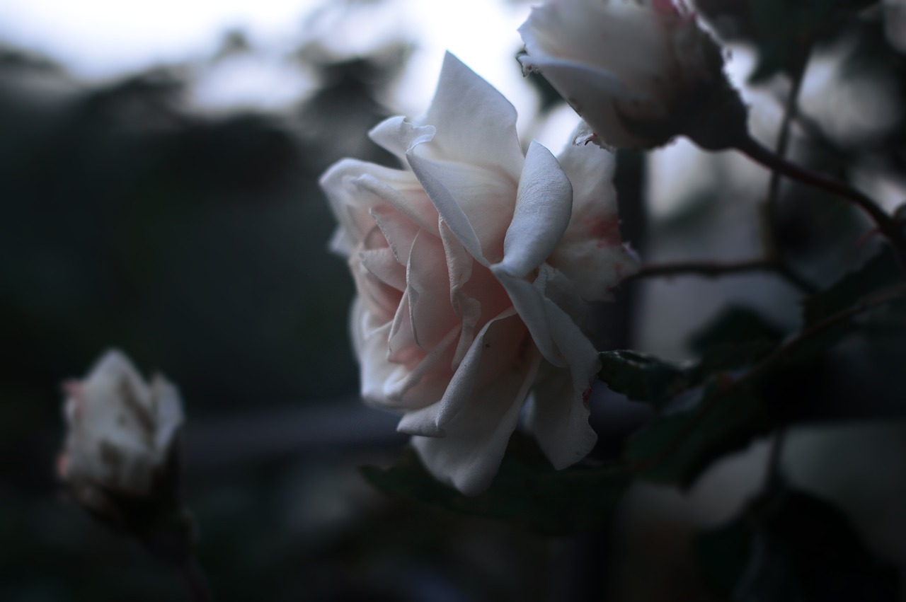 rose flower bloom free photo