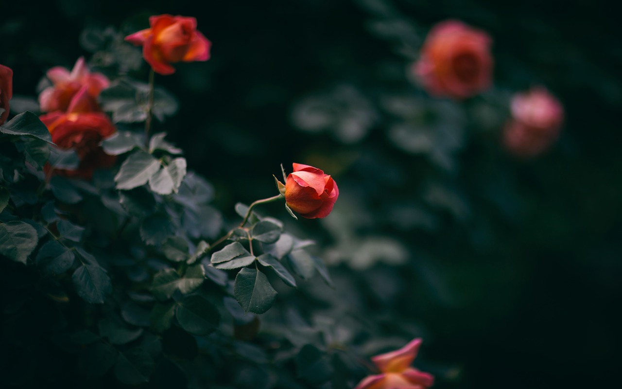 rose bloom green free photo