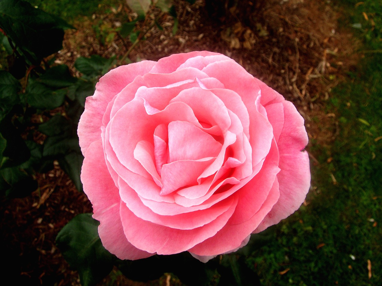 rose pink flower free photo