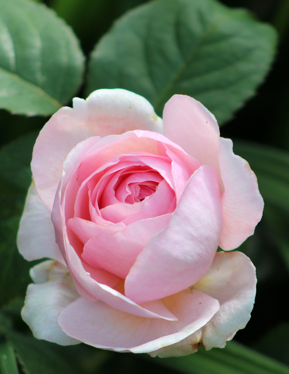 rose flower pink free photo