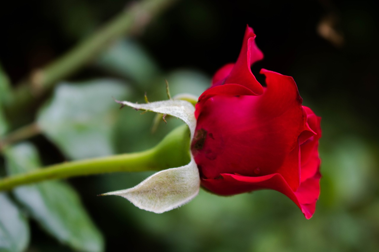 rose flower red free photo