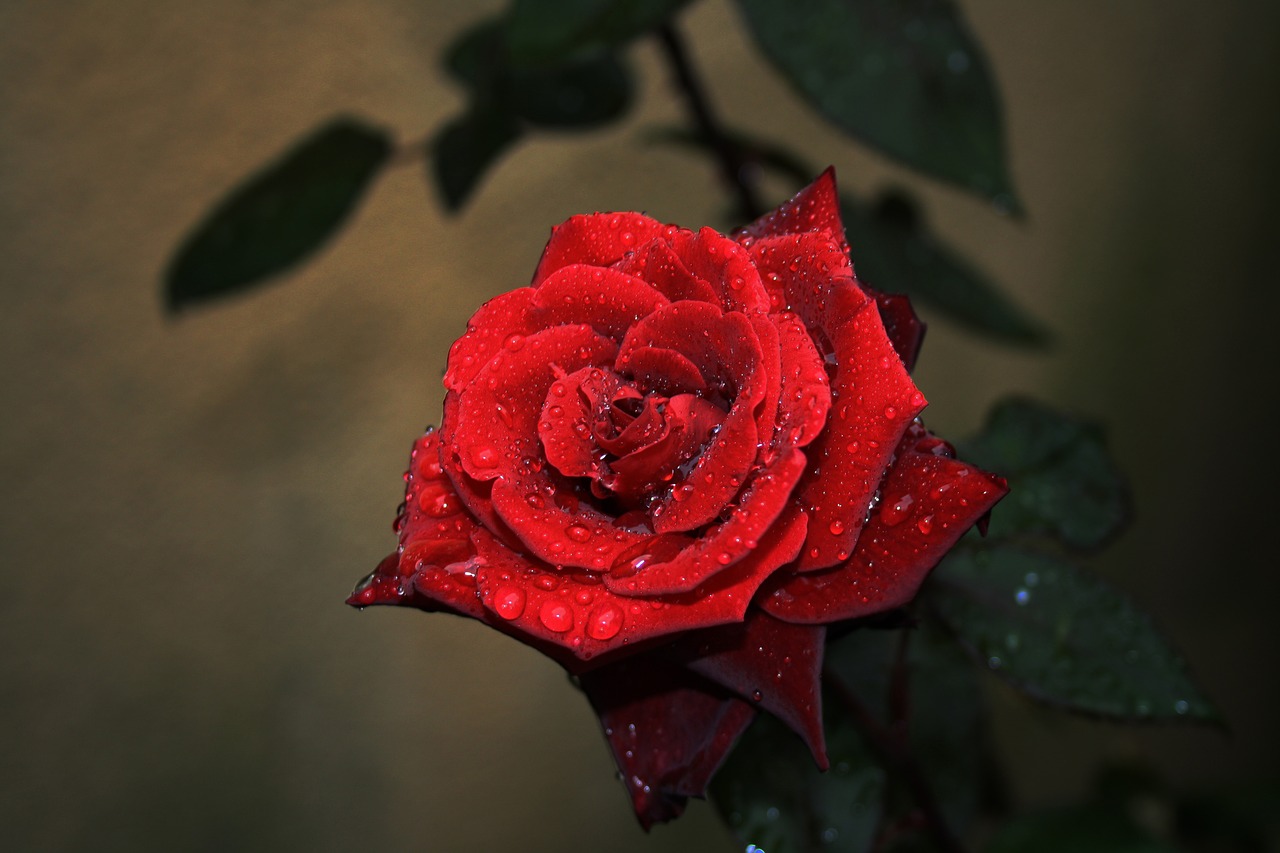 rose flower dark free photo