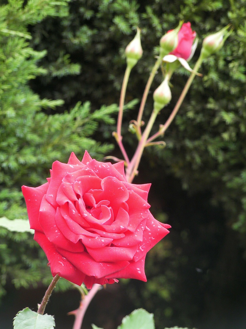 rose flowers red free photo