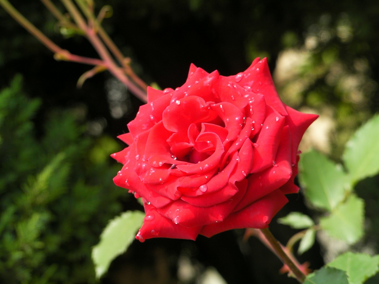 rose flowers red free photo