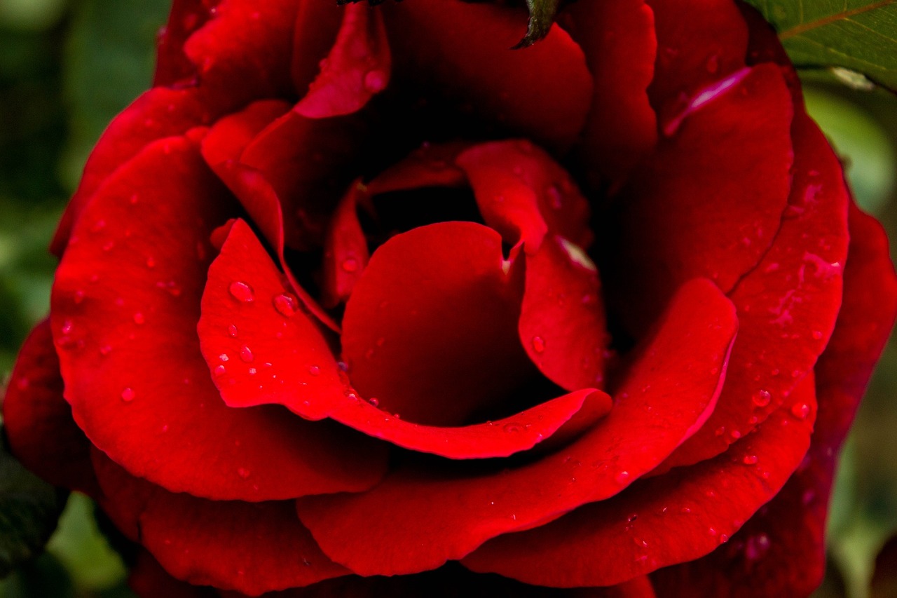 rose flower red free photo