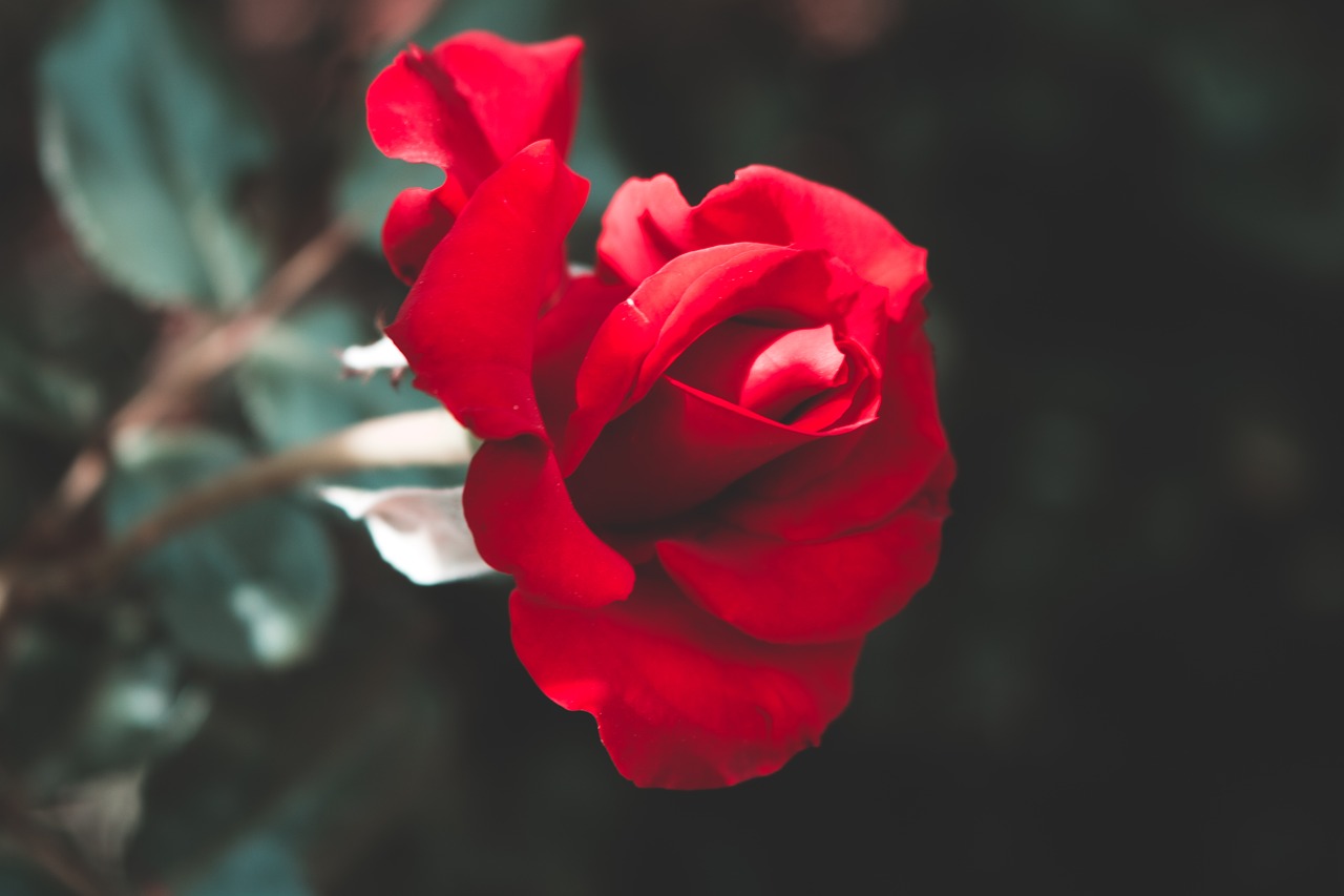 rose red rose red free photo