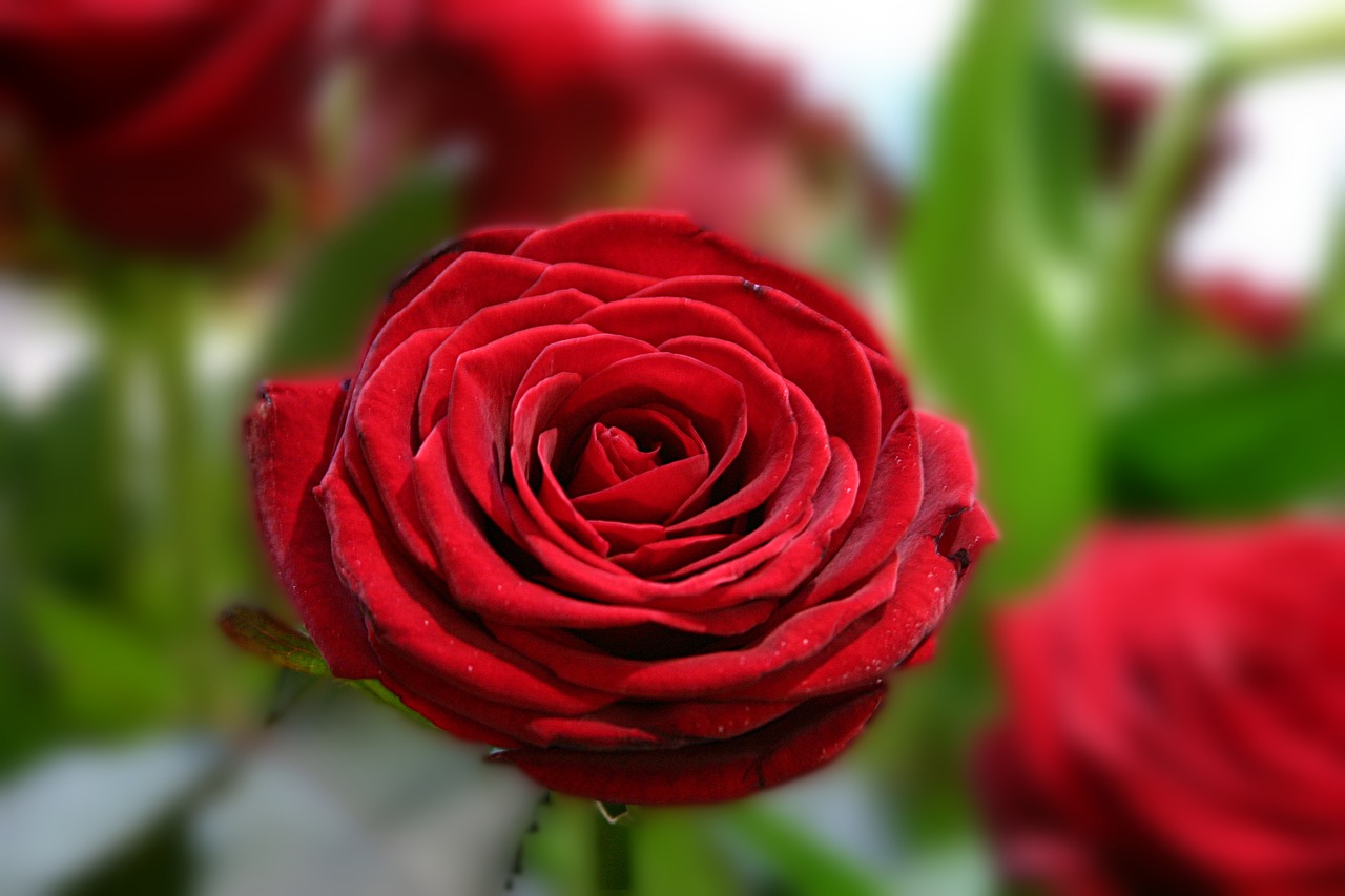 Rose Love Romantic Red Rose Valentine S Day Free Image From