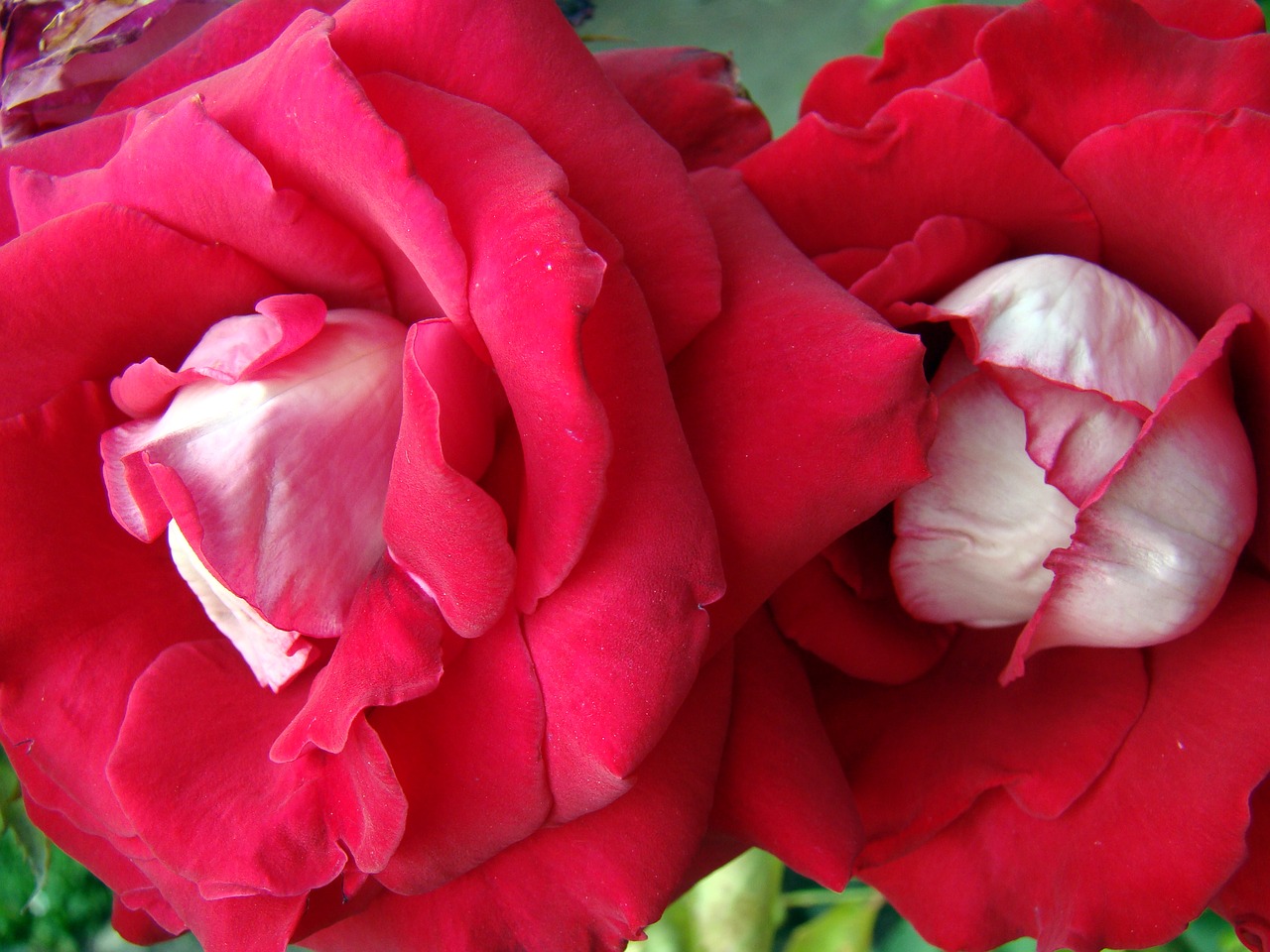 rose red rose blooming flower free photo