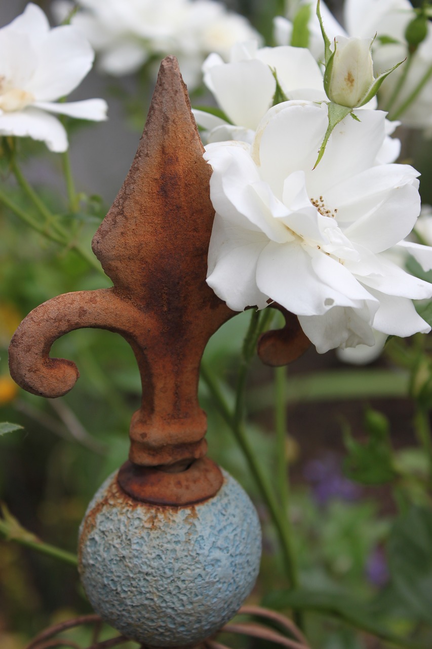 rose white blossom free photo