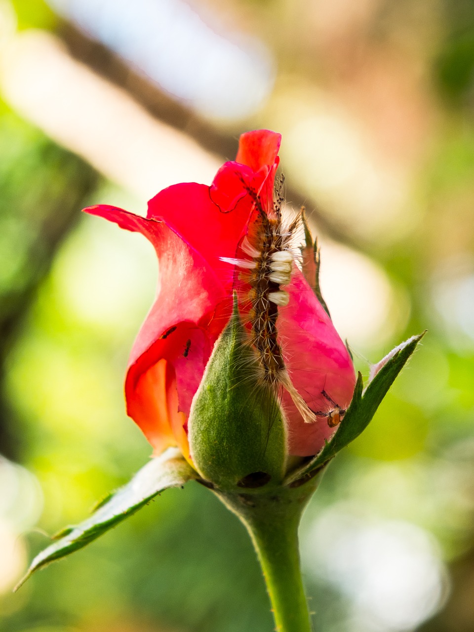 rose flower blossom free photo