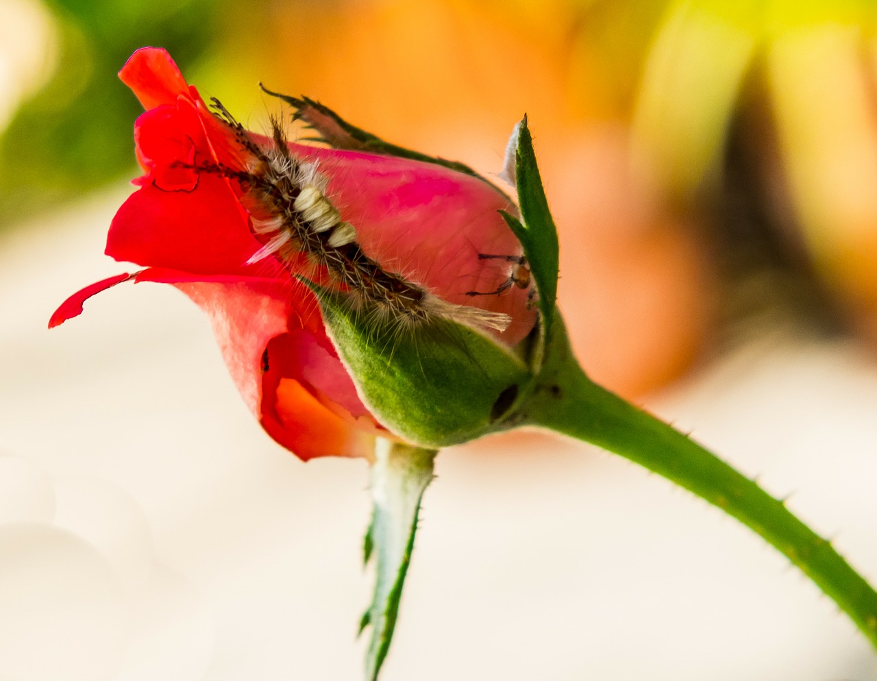 rose flower blossom free photo