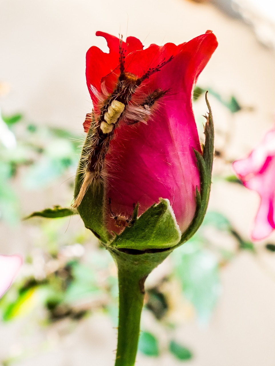 rose flower blossom free photo