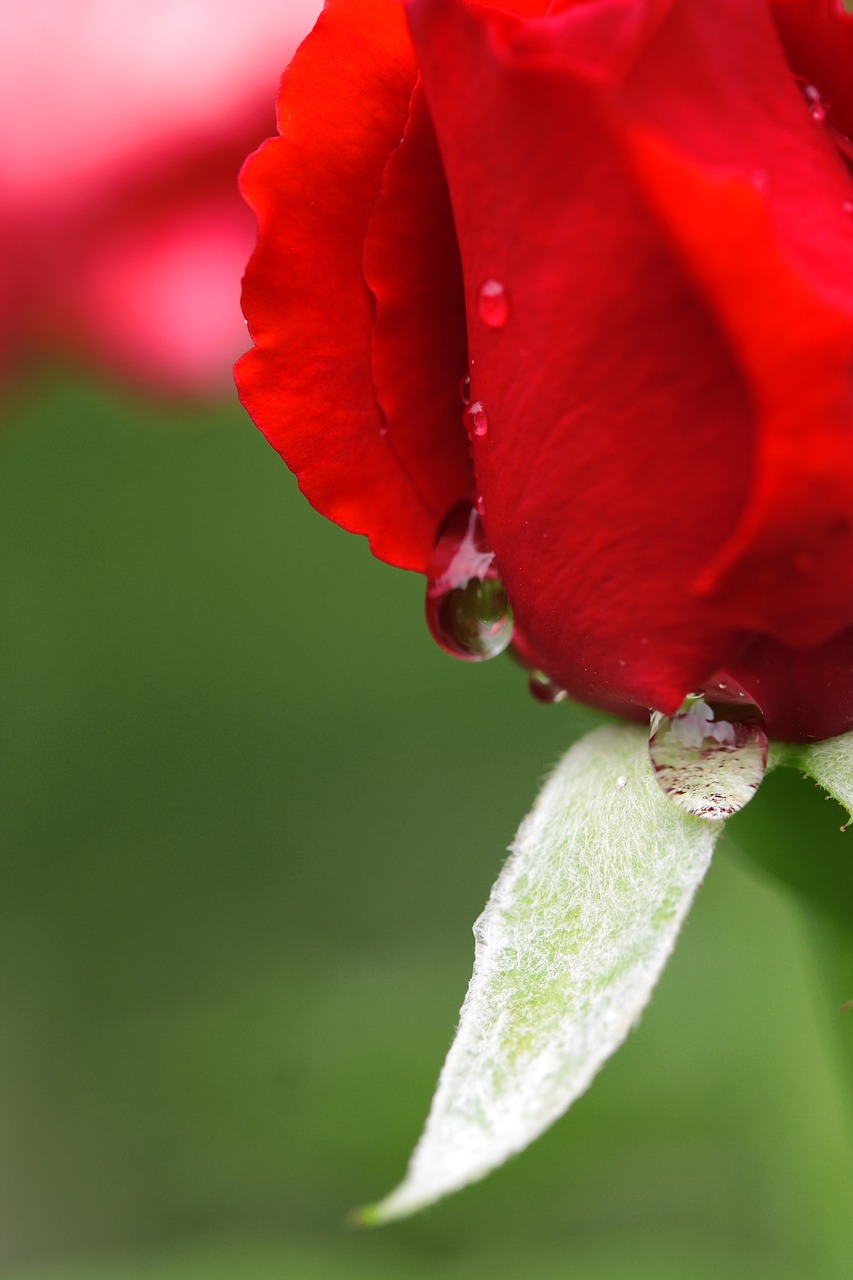 rose red drop free photo