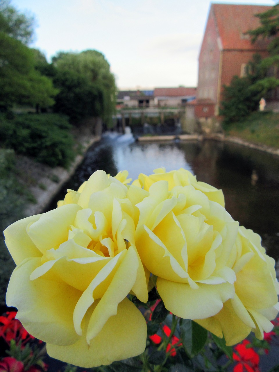 rose yellow blossom free photo