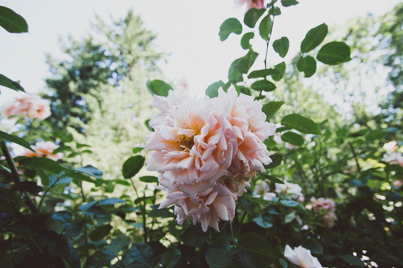 rose pink petals free photo