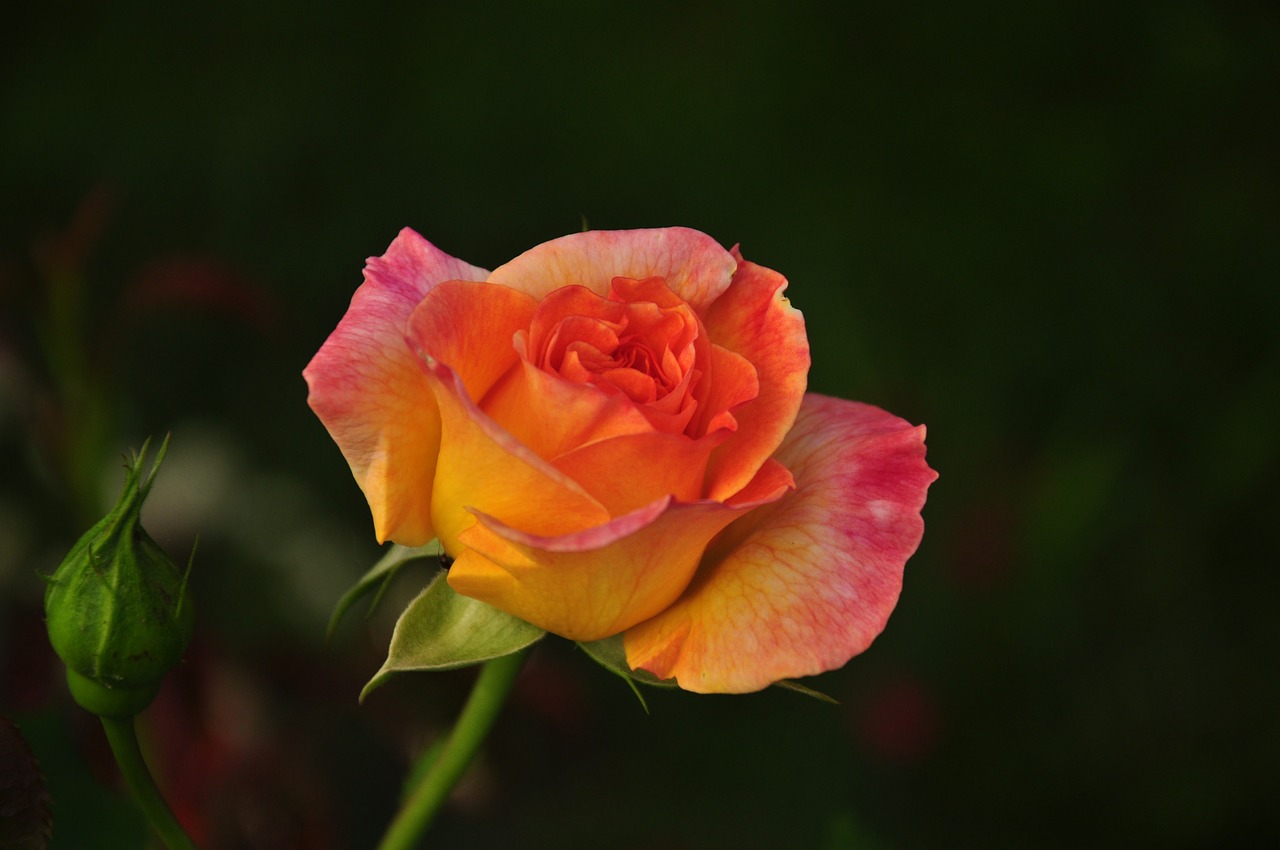 rose multi coloured blossom free photo