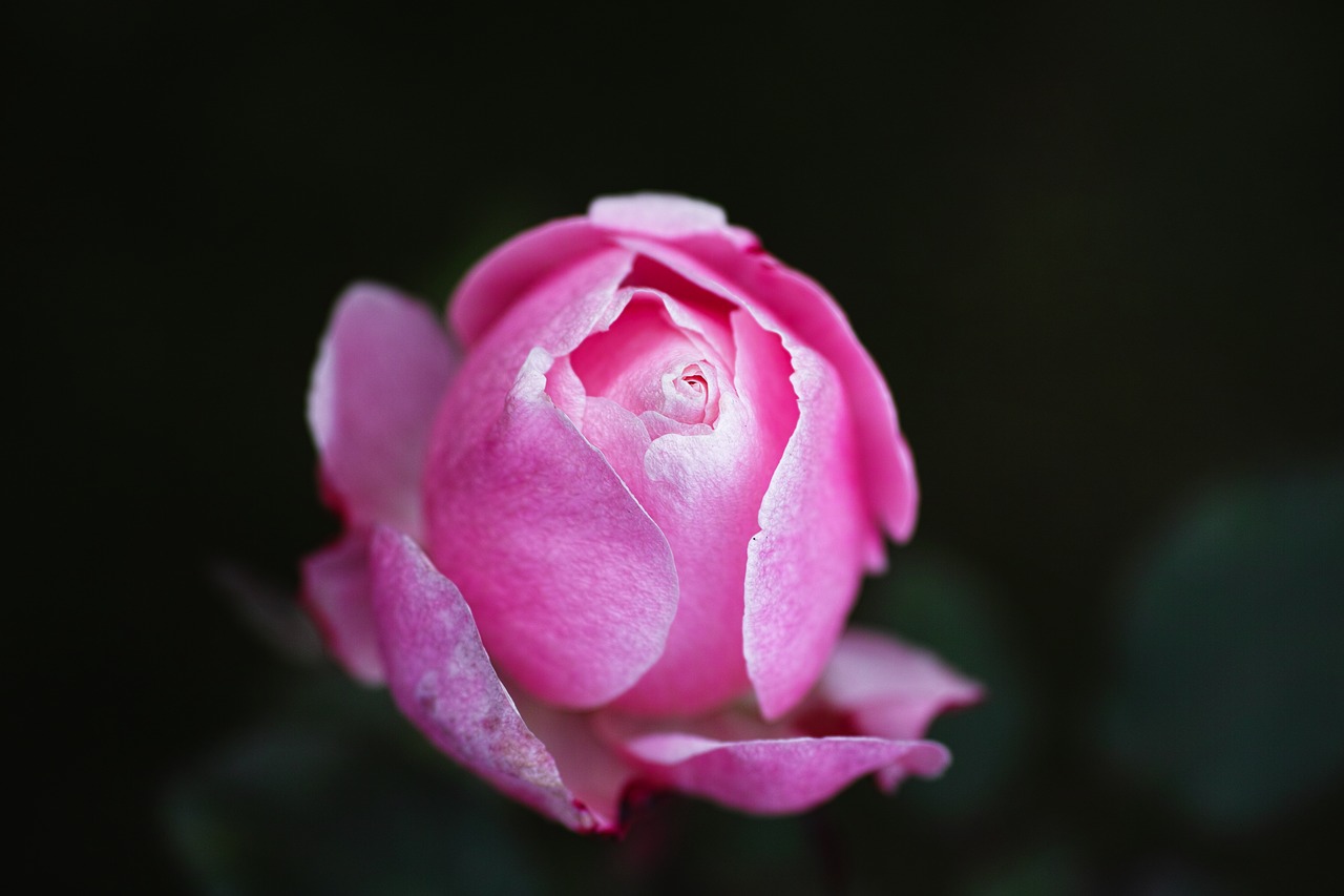 rose pink the leaves are free photo