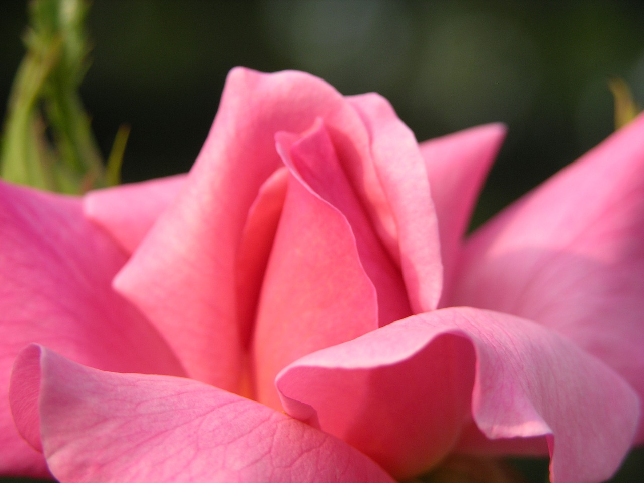 rose pink flower free photo