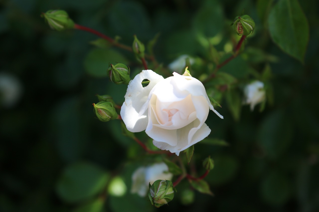 rose white blossom free photo