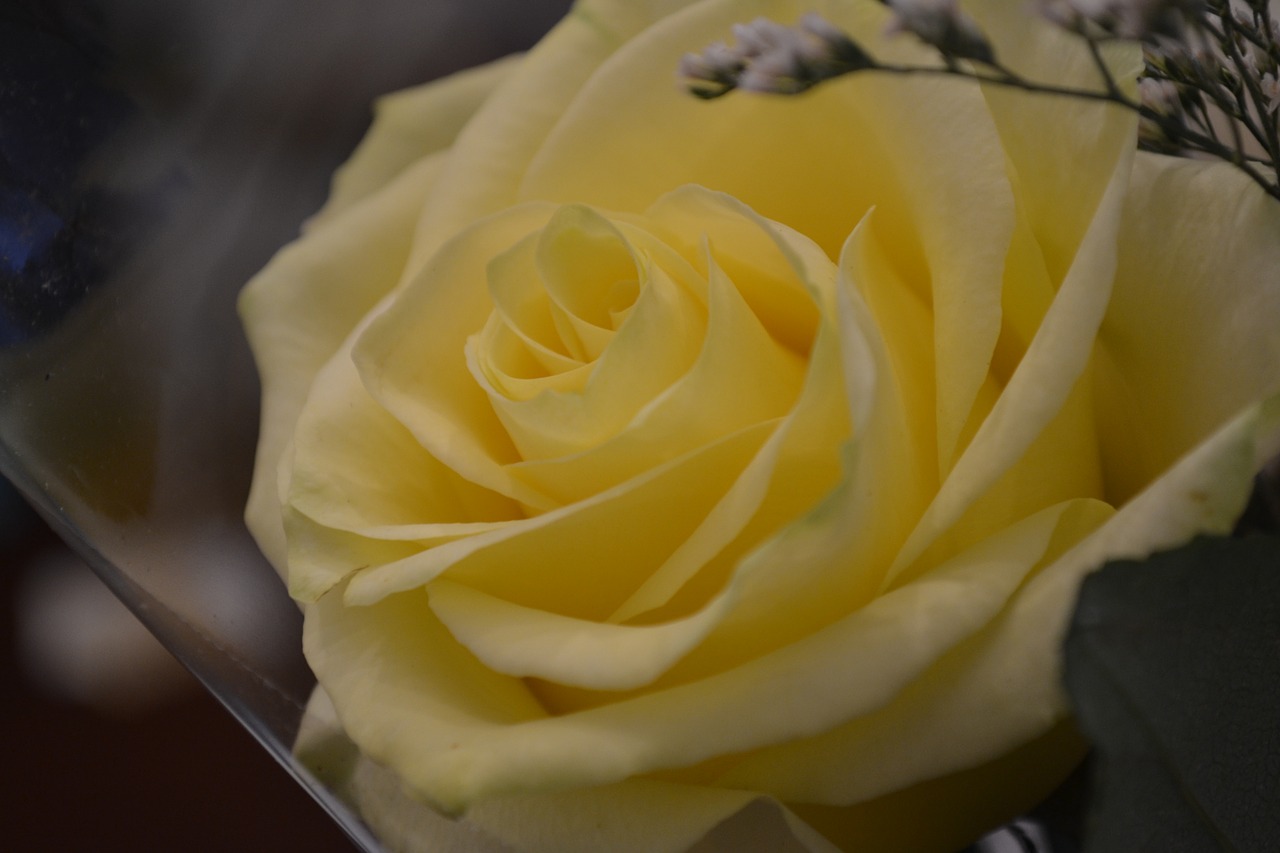 rose yellow love free photo