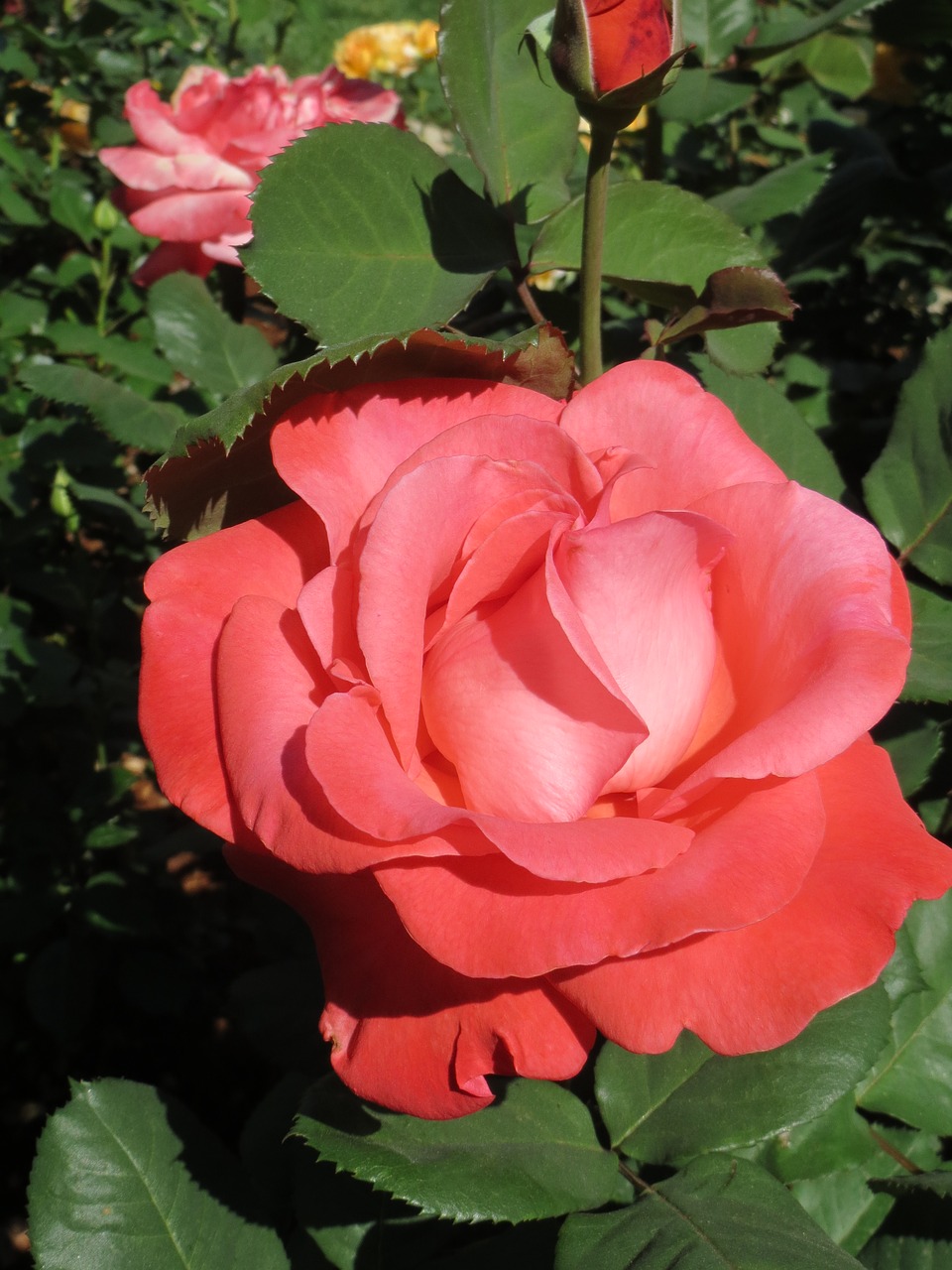 rose closeup flower free photo