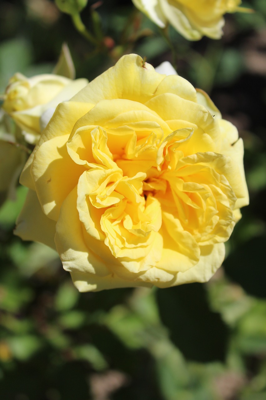rose yellow rose blooms free photo